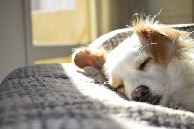 Aby spanie z pupilem przynosiło więcej pożytku niż szkody, należy przestrzegać kilku zasad. Zobacz, kiedy spanie z psem pomaga, a kiedy lepiej go unikać.