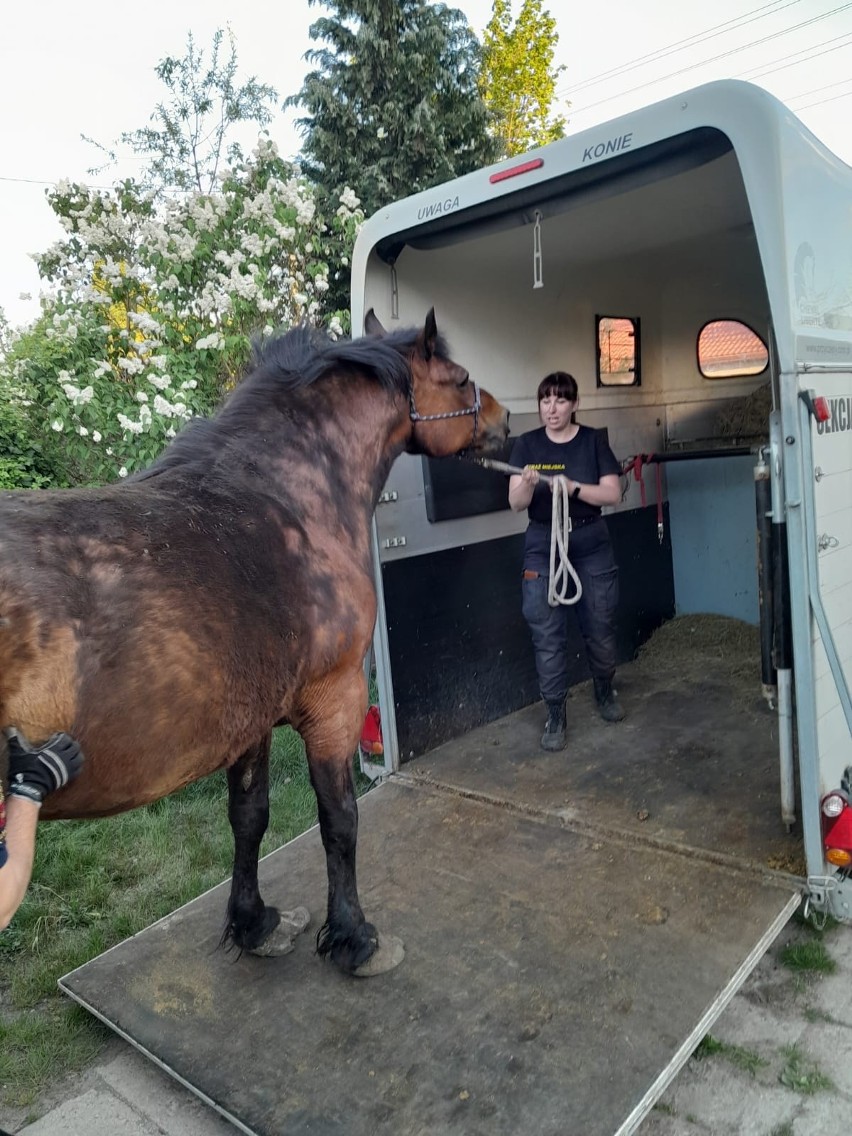 Łódzkie strażniczki z Animal Patrol odebrały właścicielowi zaniedbaną klacz. Zwierzę niestety nie przeżyło...