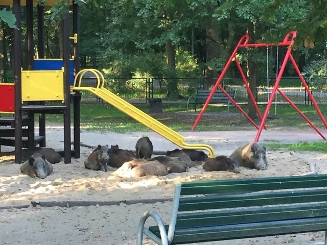 Dziki coraz częściej grasują w Krakowie. Pojawiają się m.in. ... na placach zabaw.Na zdjęciu dziki w parku przy ul. Żywieckiej