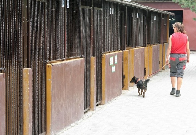 Do wyjaśnienia sprawy przez policję, stado będzie przebywało w schronisku. Adopcja na razie nie wchodzi w grę.