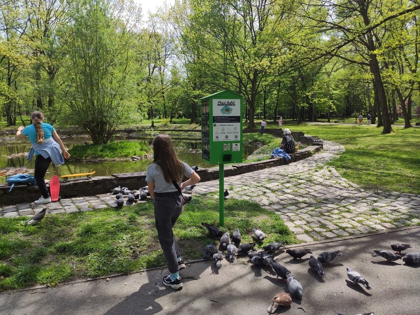 Ptasi bufet w Parku Kościuszki w Katowicach....