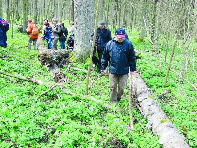 Spacer po Puszczy Knyszyńskiej to jedna z propozycji dla turystów przygotowana na majowy weekend w powiecie sokólskim