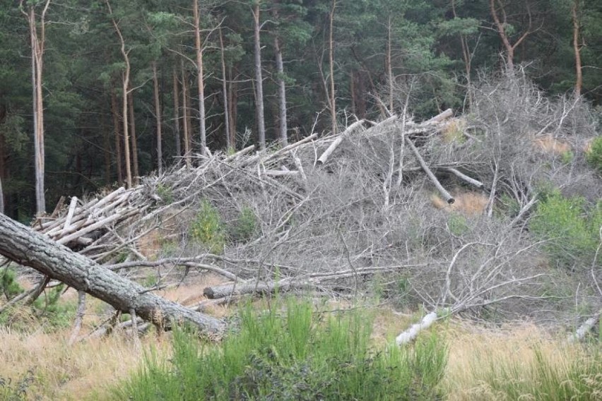 Sprawa wycinki drzew w Łebie nadal nierozstrzygnięta. Biegły nie stawił się na rozprawę