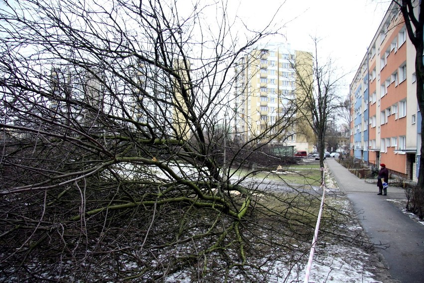 Wycinka drzew na Bronowicach