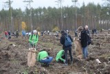 Wielki finał akcji „Do nasadzenia” w Leśnictwie Zdroje na terenie Nadleśnictwa Lipusz [zdjęcia, wideo]