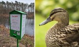 Więcej kaczkomatów w Szczecinie! Miasto popiera pomysł radnych i apele mieszkańców