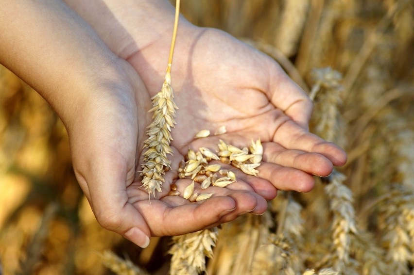 Jest zgoda Komisji Europejskiej, dopłaty do pszenicy i kukurydzy powinny wkrótce ruszyć. Będą też kolejne formy wsparcia