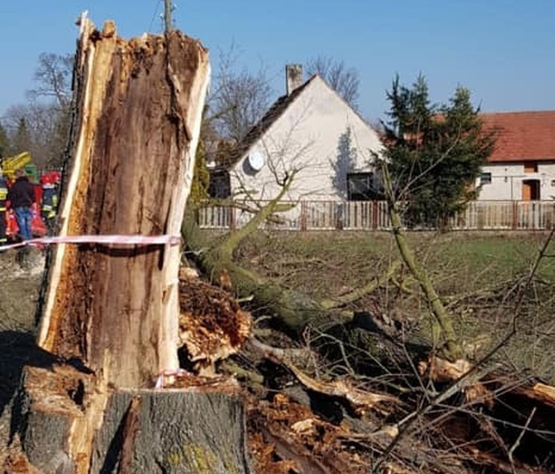 Wypadek podczas wycinki drzewa w Brynicy.