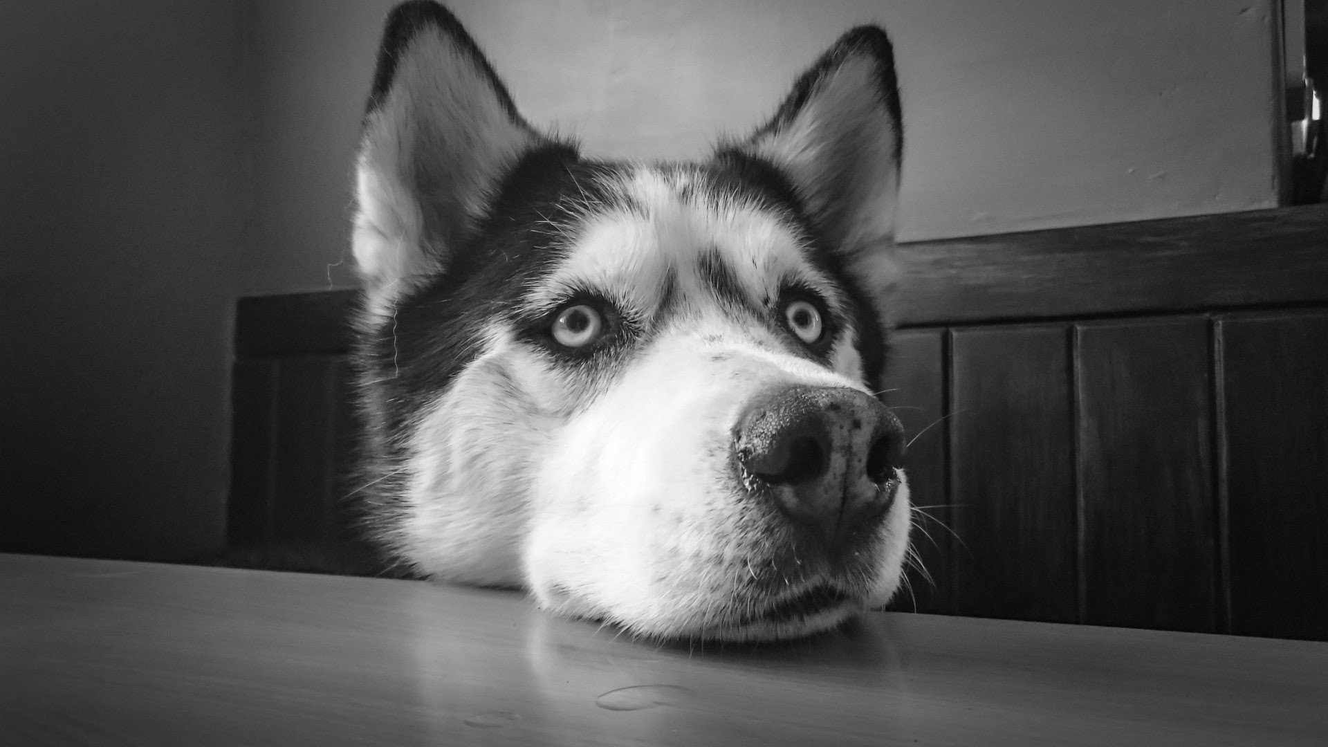 Husky Gazeta Krakowska