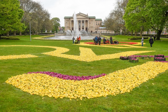 Tulipanowy dywan znów przed operą