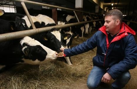 Obory Michała Matuszczyka w Modliszewicach mieszczą 120 krów mlecznych. Rolnik szacuje, że kwotę mleczną przekroczył o 420 tysięcy kilogramów.