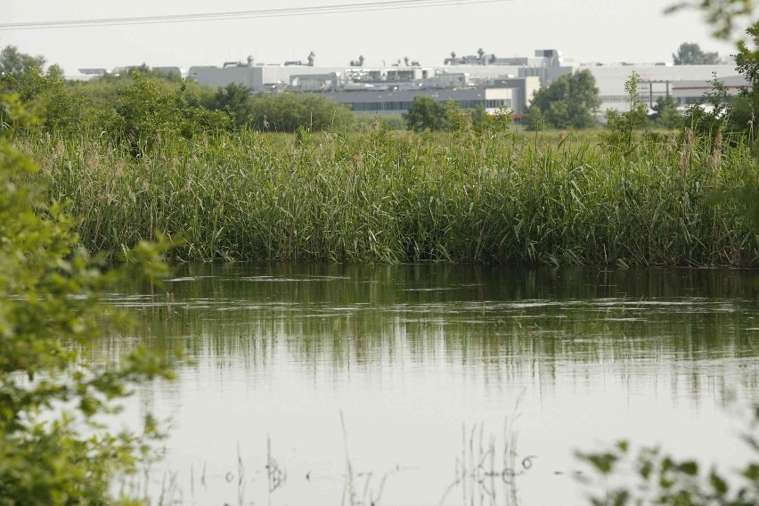 Wrocław: Na Zgorzelisku przesiąkał wał przy Widawie. Straż układała worki z piaskiem (ZDJĘCIA)