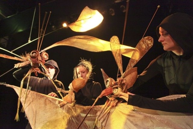 Scena z chrabąszczami jest jedną z najzabawniejszych w całym spektaklu.  Popmysłowo skonstuowane wielkie owady ożywają dzięki znakomitej animacji aktorów. Na zdjęciu od lewej Michał Jarmoszuk, Łucja Grzeszczyk i Grażyna Kozłowska.