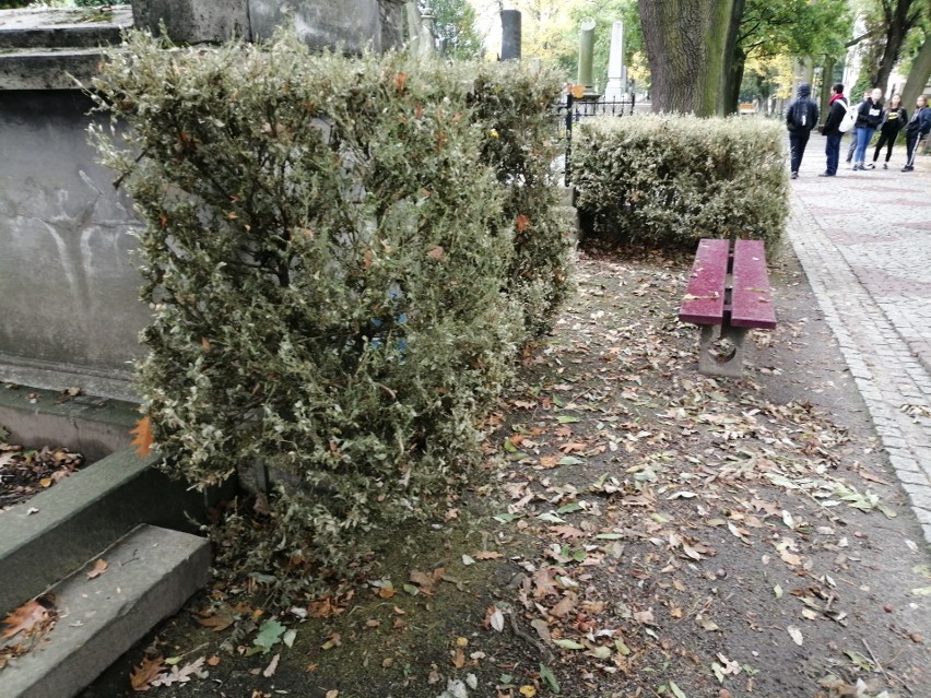 Ćma bukszpanowa sieje spustoszenie w Tarnowie. Z bukszpanów zostały suche kikuty [ZDJĘCIA] 6.10.