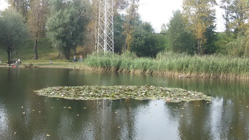 Sosnowiec: mieszkańcy Zagórza i Środuli bawią się na pikniku przy Górce Środulskiej [ZDJĘCIA]