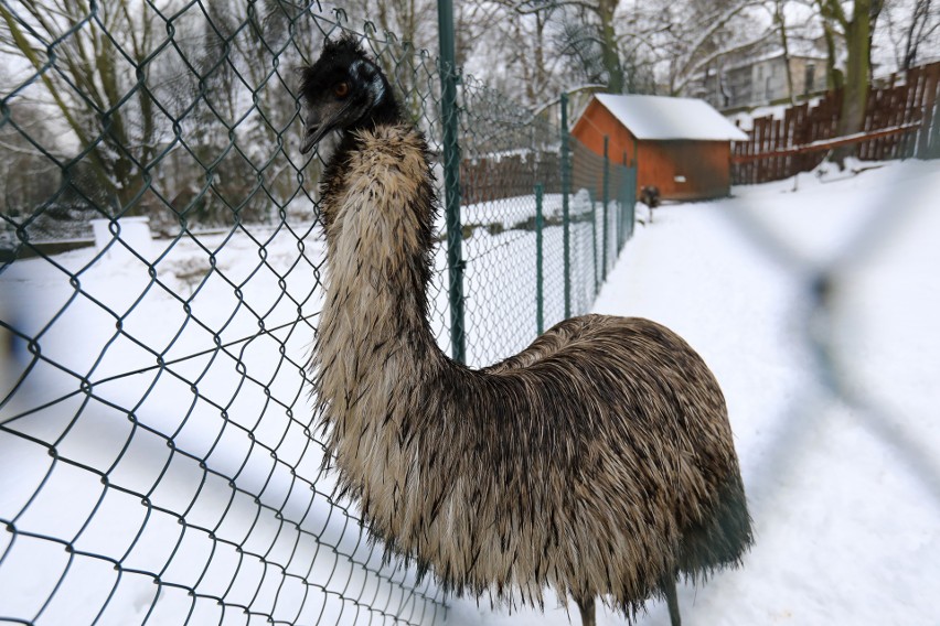 25-26 grudnia, Ogród Zoobotaniczny...