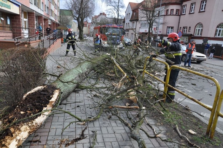 Przewrócone drzewo na ulicę w Szczecinku