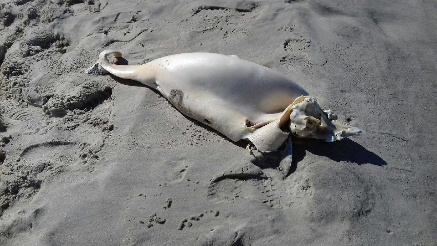 Na plaży w Juracie odnaleziono martwego morświna