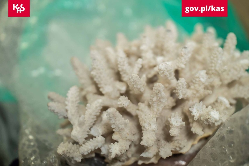 Fragmenty rafy koralowej i wyroby z rogów zwierzęcych chronione Konwencją Waszyngtońską w przesyłkach bez zezwolenia
