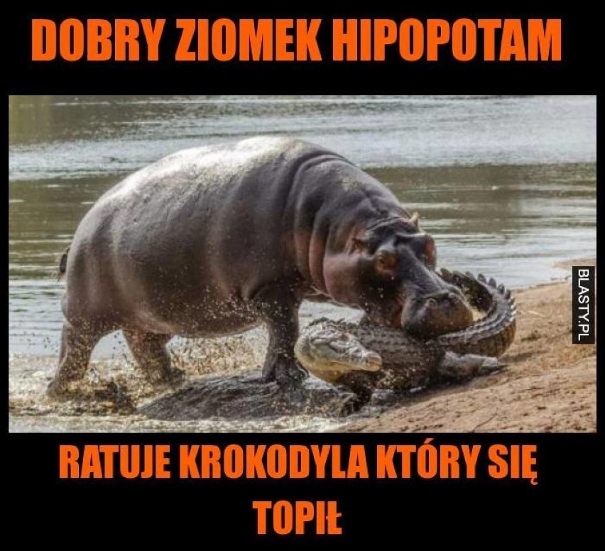 Oto najśmiejszniejsze MEMY ze zwierzętami!