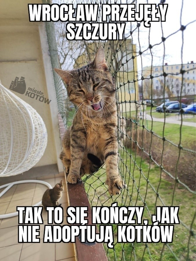 Memy o szczurach we Wrocławiu. Internauci jak zwykle w formie!