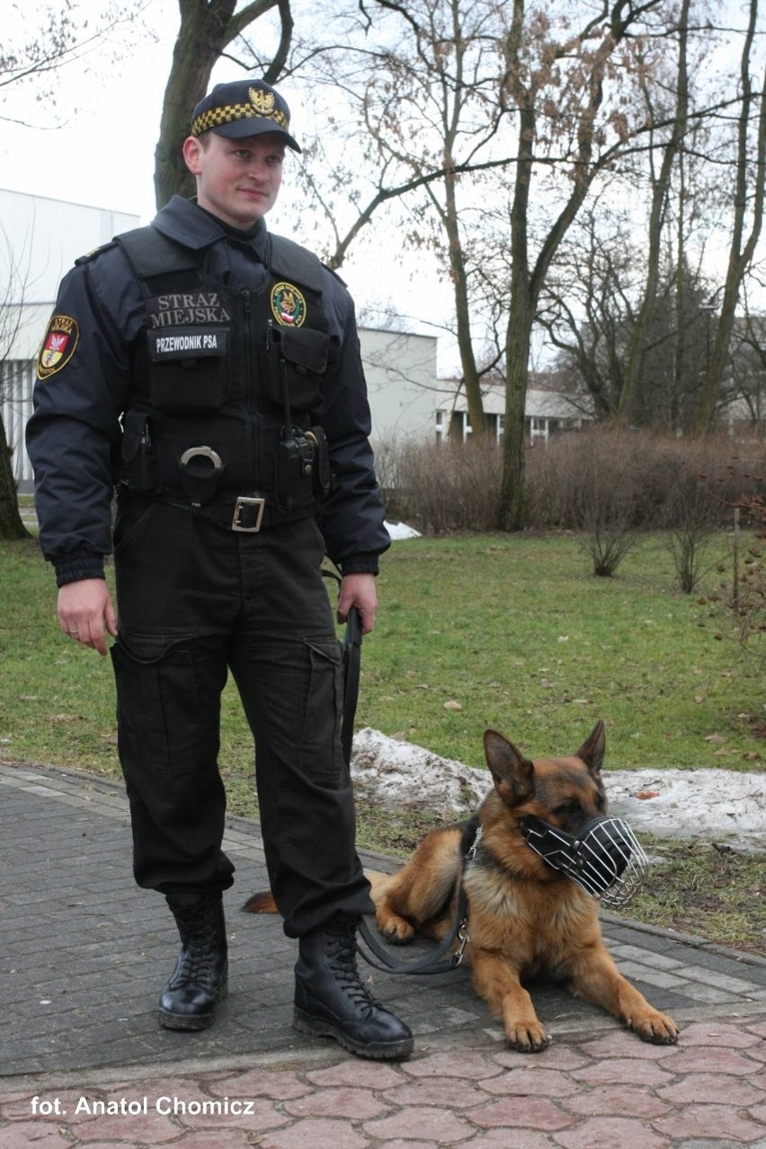 Służbowy pies Straży Miejskiej