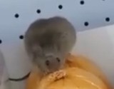 Szczur w Biedronce w Prudniku. Klient Biedronki nagrał smartfonem, jak gryzoń siedzi i zajada szynkę na półce...