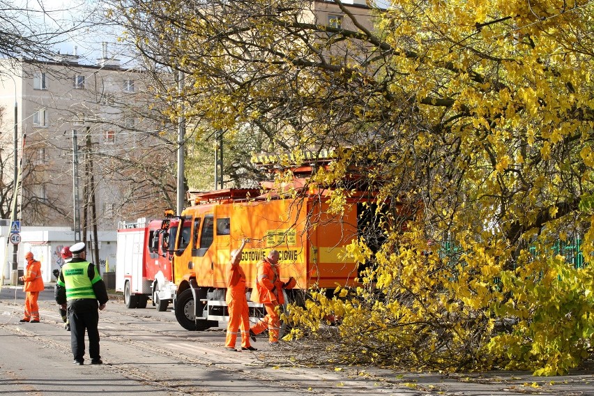 W Gdańsku wichura przewróciła drzewo na trakcję  tramwajową...