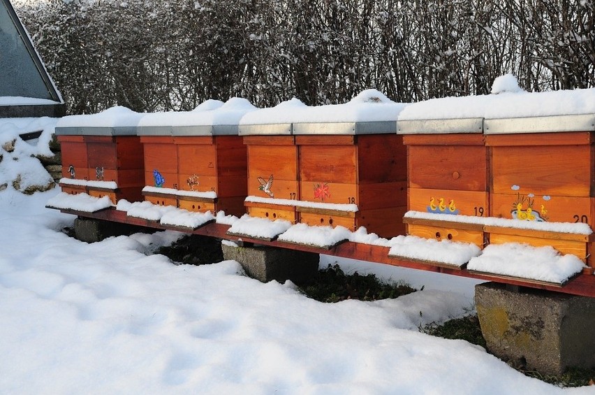 Co robią pszczoły zimą? Zadaliśmy to pytanie pszczelarzowi [wideo]