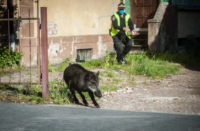 Dziki w Koszalinie. Kto je będzie odławiał? [zdjęcia]