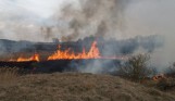 Płoną trawy w powiecie pińczowskim, zwierzęta giną w męczarniach [ZDJĘCIA CZYTELNIKÓW]