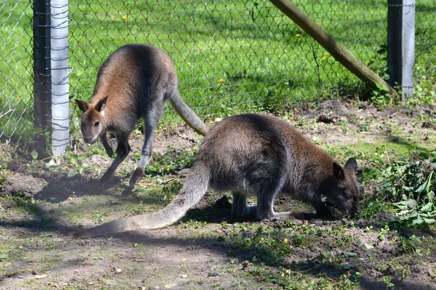 Pierwsze ZOO w województwie świętokrzyskim! Powstało z pasji... (WIDEO, zdjęcia)