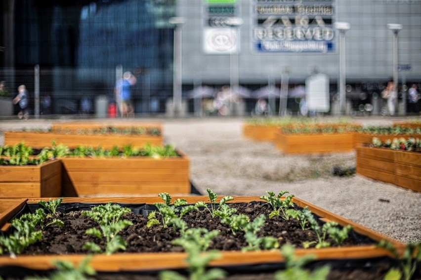 Od 26 czerwca rusza akcja "miejska farma i ekowarsztaty"....