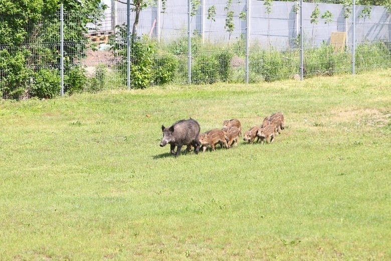 Dziki pojawiają się nie tylko w Toruniu