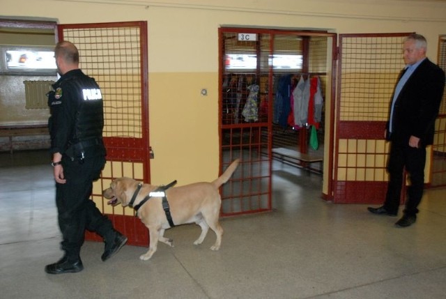 Policyjny pies szukał narkotyków w klasach i szatniach.