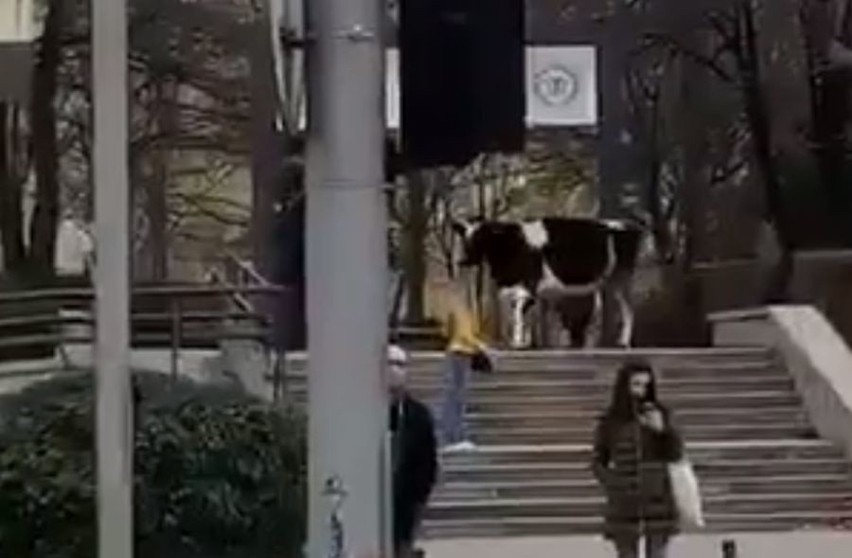 Krowa chodziła po placu Grunwaldzkim. Uciekła z uczelni