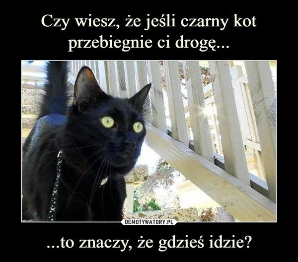 One się na nas nie obrażą | Dziennik Zachodni