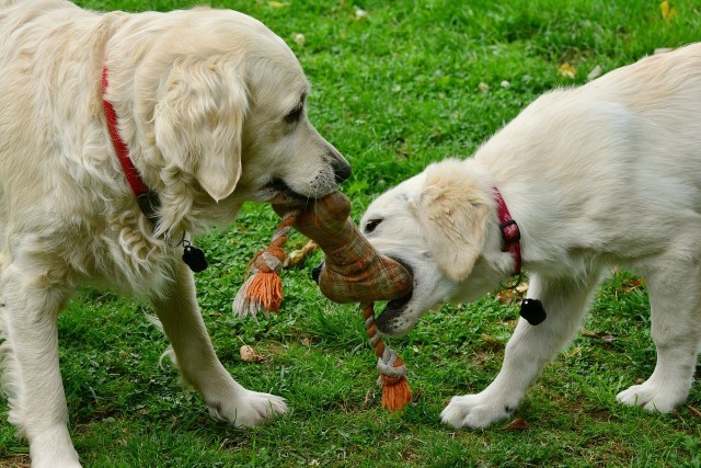 Katowicki TOZ ostrzega właścicieli psów. W Dog Parku na Józefowcu ktoś rozrzuca zatrutą kiełbasę