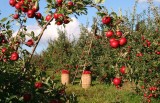 Mikołów: Śląski Ogród Botaniczny: 300 starych odmian jabłoni do wygrania