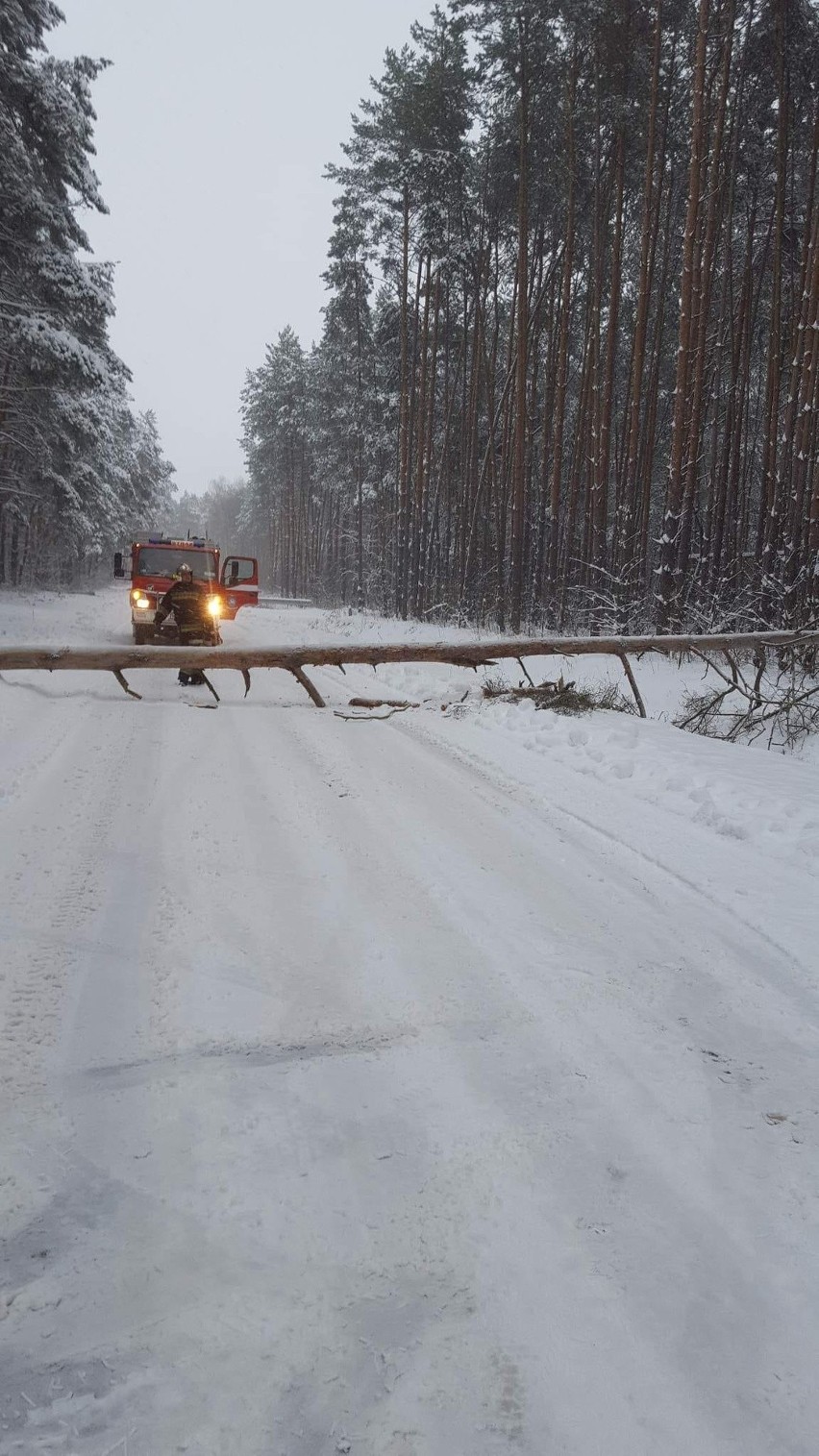Koprzywnica ulica Leśna - powalone przez śnieg drzewo. Na...