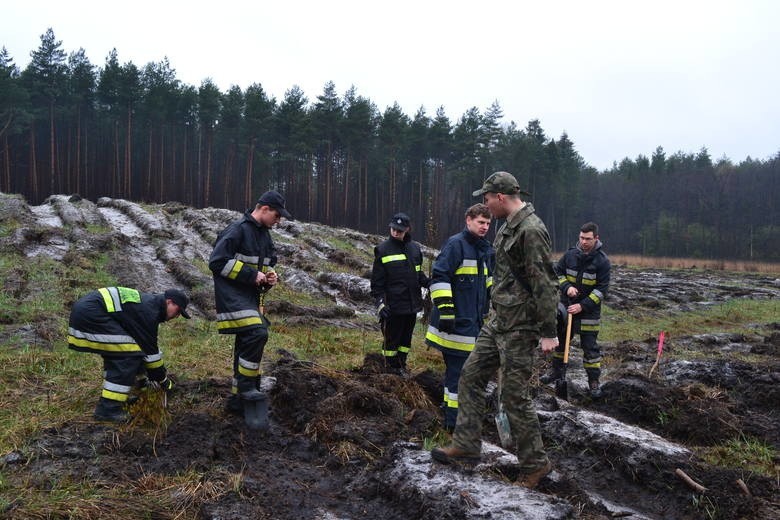 Sadzenie Lasu Europejskiego w Dąbrowie Górniczej w 2015 i...