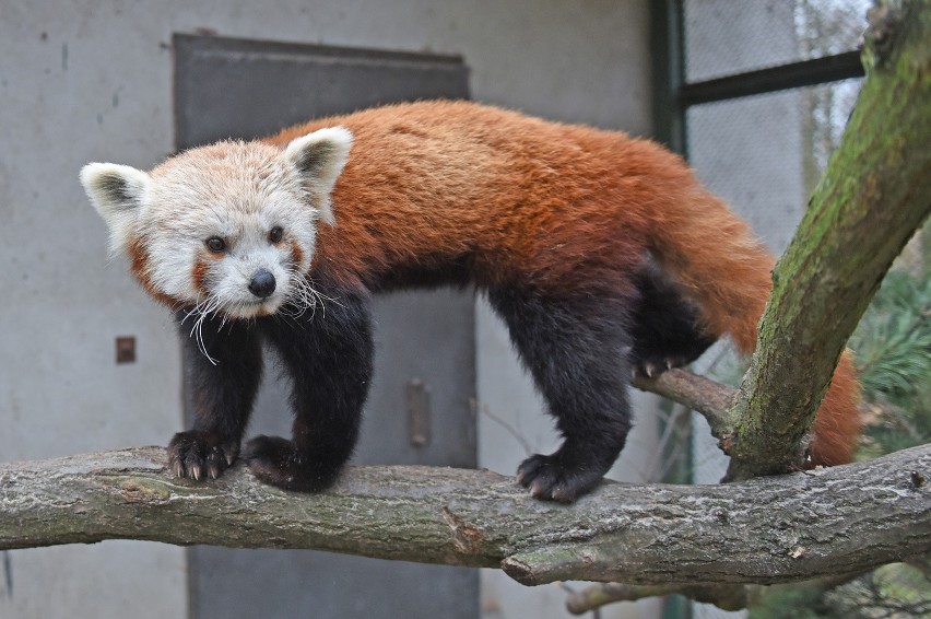 Małe pandy zamieszkały w zoo