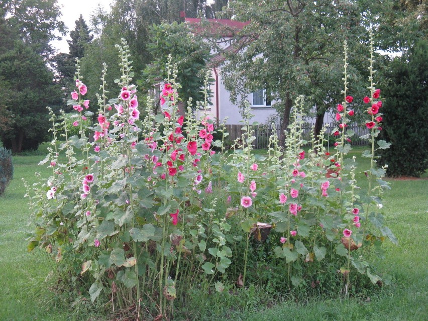 To zdjęcia ogrodu Romana Świerżewskiego