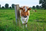 Co krowy mają wspólnego z przetwarzaniem danych Google czy Microsoft?
