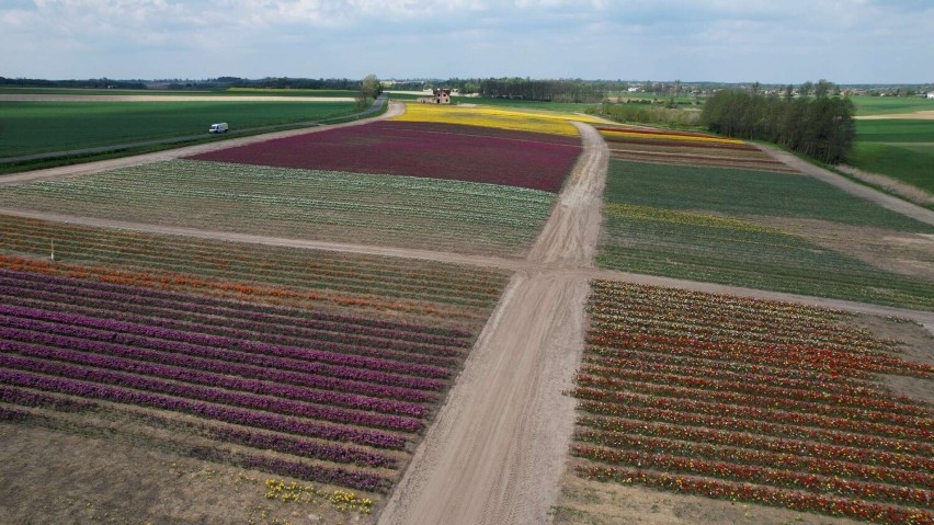 Międzynarodowe Targi Tulipanów Chrzypsko Wielkie