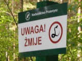 Uwaga! Jadowite żmije w lasach 