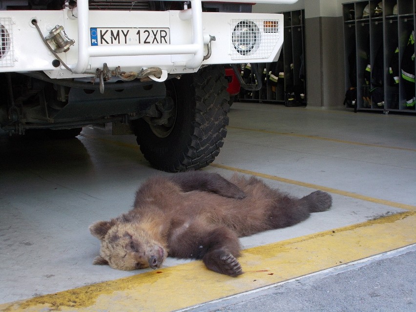 Młody niedźwiedź zginął na zakopiance [ZDJĘCIA]