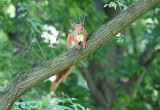 Park Konstytucji 3 Maja. Wiewiórka Basia zaczepia białostoczan (zdjęcia, wideo)