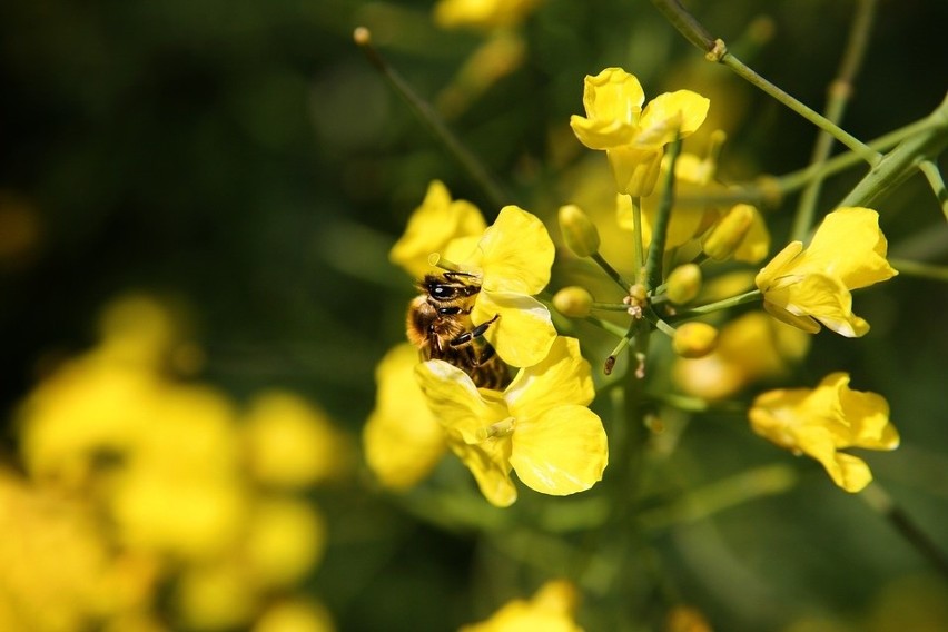 W walce o pszczoły chcą, by Jurgiel poparł zakaz dla neonikotynoidów