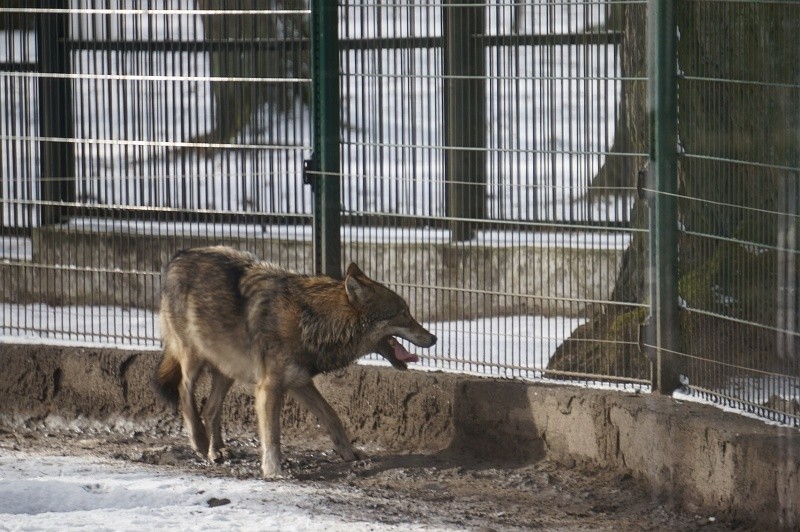 Akcent ZOO. Będą nowe wybiegi i nowe zwierzęta (zdjęcia, wideo)